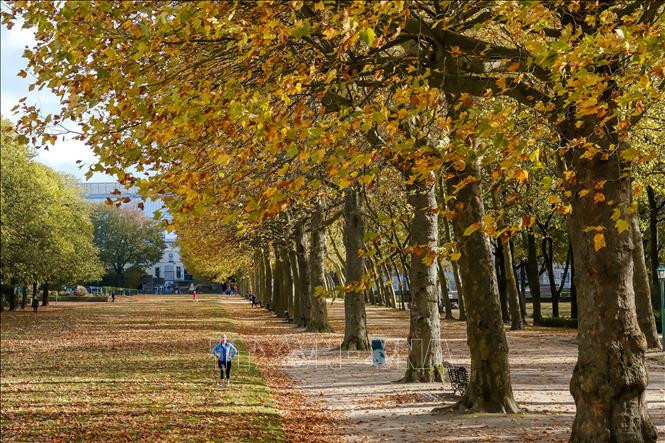 Lá vàng phủ kín trong công viên ở Brussels, Bỉ. Ảnh: THX - TTXVN Cảnh đẹp mùa thu ở châu Âu ảnh 4