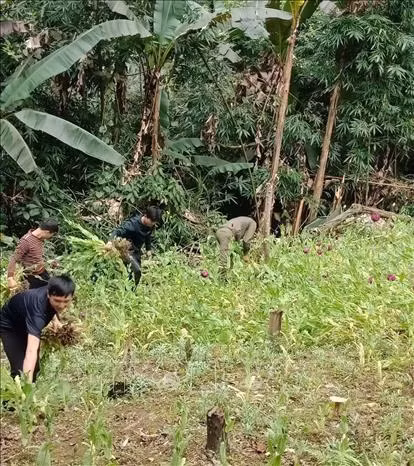 Cao Bằng: Phát hiện, phá nhổ hơn 3.000 cây thuốc phiện trồng trái phép ảnh 1