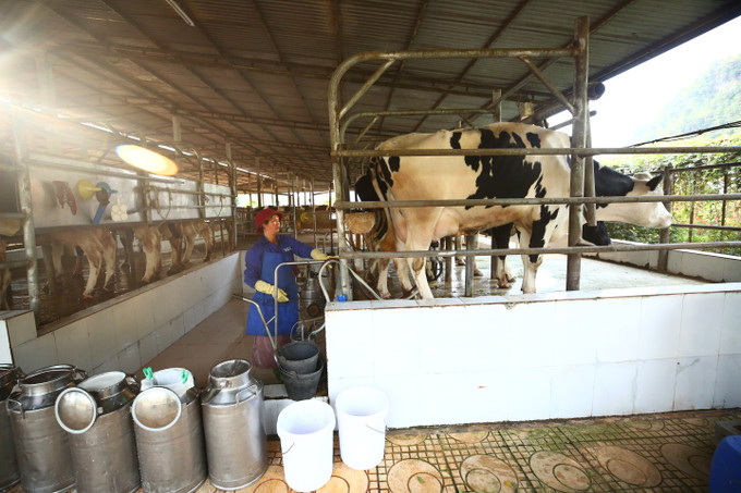 Mộc Châu hướng tới mục tiêu trở thành vùng chăn nuôi bò sữa công nghệ cao lớn nhất miền Bắc, là hình mẫu của ngành công nghiệp chăn nuôi bò sữa. Ảnh: An Thành Đạt Mộc Châu - khát vọng vươn lên ảnh 6