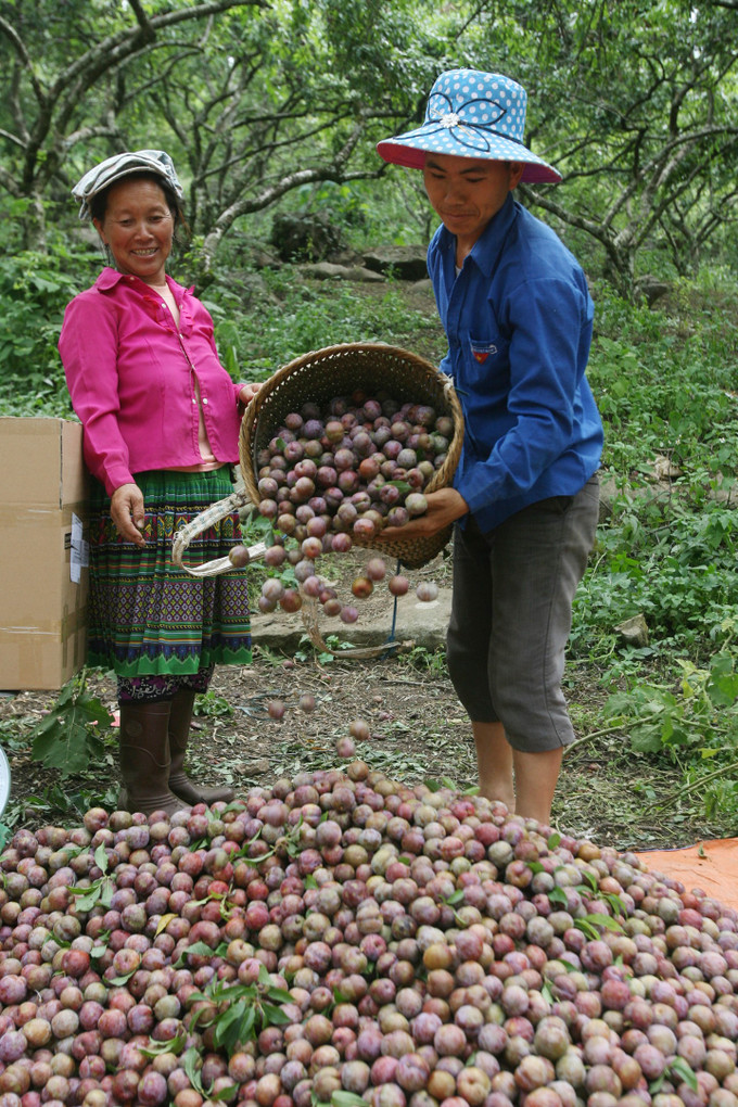 Thu hoạch mận ở tiểu khu Pa Khen I thị trấn Nông trường Mộc Châu. Ảnh: An Thành Đạt Mộc Châu - khát vọng vươn lên ảnh 5