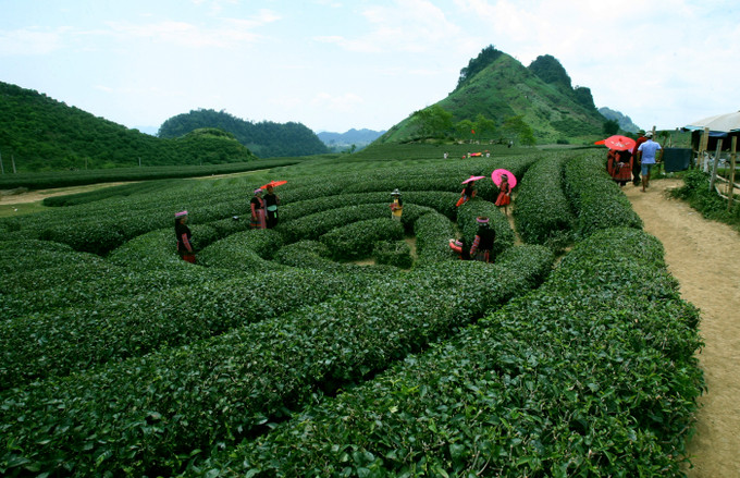 Du lịch đồi chè trái tim ở bản Ôn, thị trấn Nông trường Mộc Châu, huyện Mộc Châu. Ảnh: An Thành Đạt Mộc Châu - khát vọng vươn lên ảnh 7