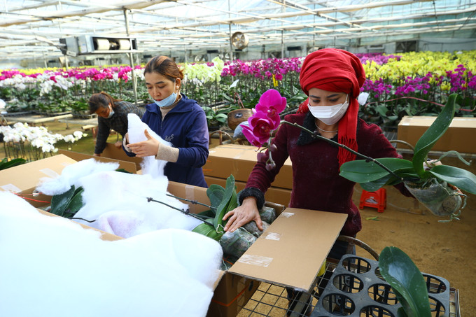 Huyện Mộc Châu đẩy mạnh phát triển nông nghiệp ứng dụng công nghệ cao. Tính đến cuối năm 2022, toàn huyện có 46,3 ha nhà kính, nhà lưới, 426 ha ứng dụng tưới tiết kiệm nước, 489 ha sản xuất theo tiêu chuẩn VietGAP. Ảnh: An Thành Đạt Mộc Châu - khát vọng vươn lên ảnh 3
