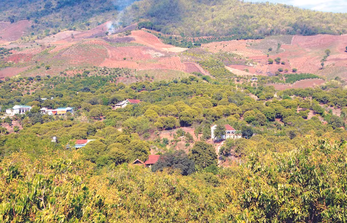 Nhãn Sông Mã ảnh 3