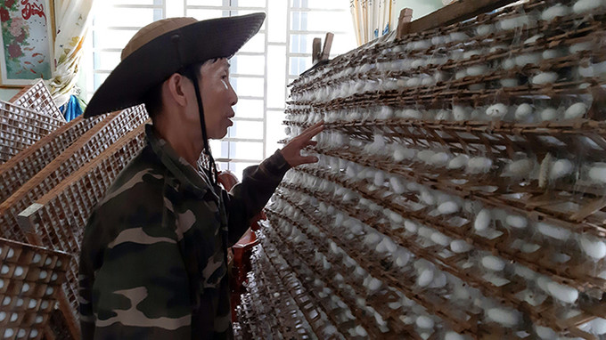 Nghề trồng dâu, nuôi tằm giải quyết công ăn việc làm cho nhiều hộ dân với nguồn thu nhập ổn định. Ảnh: Đức Lập Krông Nô phát triển nghề trồng dâu, nuôi tằm ảnh 2