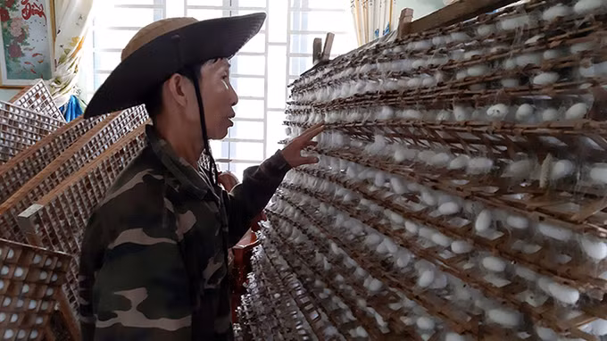 Krông Nô phát triển nghề trồng dâu, nuôi tằm ảnh 2