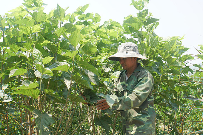 Huyện Krông Nô hiện có khoảng 100 ha đất trồng dâu làm thức ăn cho tằm, trong đó nhiều diện tích được người dân đầu tư trồng các giống dâu năng suất cao. Ảnh: Minh Hưng Krông Nô phát triển nghề trồng dâu, nuôi tằm ảnh 4