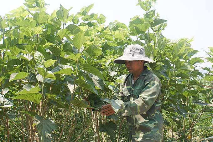 Krông Nô phát triển nghề trồng dâu, nuôi tằm ảnh 4