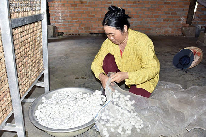 Thành phẩm sau mỗi kỳ thu hoạch. Ảnh: Đức Lập Krông Nô phát triển nghề trồng dâu, nuôi tằm ảnh 3