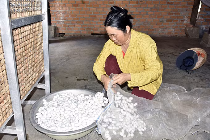 Krông Nô phát triển nghề trồng dâu, nuôi tằm ảnh 3