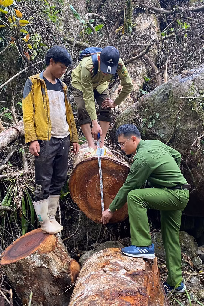 Lai Châu: Tạm giữ hình sự 8 đối tượng trong vụ phá rừng phòng hộ ảnh 2