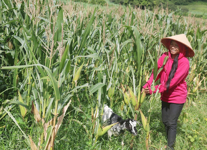 Đầu tư ứng trước giống bắp lai mang lại thu nhập cao. Ảnh:baobinhthuan.com.vn Chính sách đầu tư ứng trước - khơi dậy ý chí vươn lên thoát nghèo của đồng bào dân tộc thiểu số tỉnh Bình Thuận ảnh 1