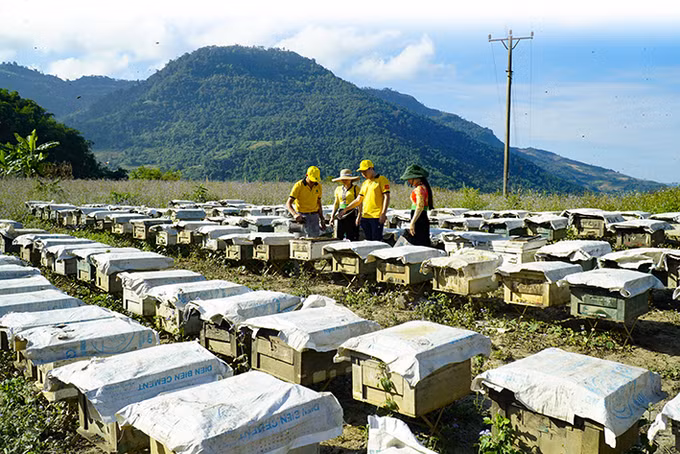 Mật ong Sam Mứn ảnh 1
