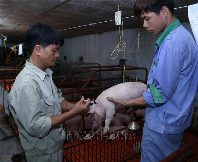 Hà Nội duy trì và phát triển chuỗi thực phẩm an toàn ảnh 3