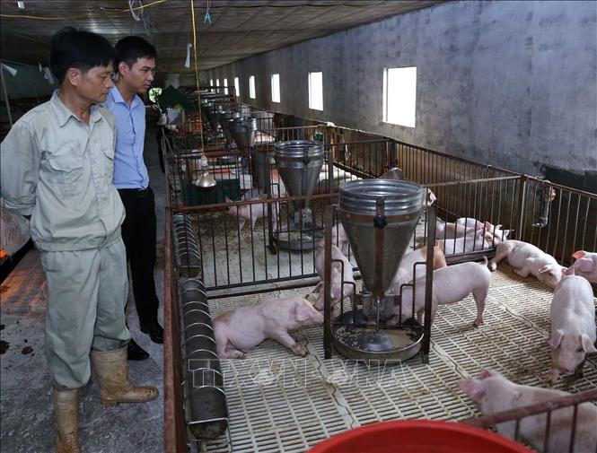 Hà Nội duy trì và phát triển chuỗi thực phẩm an toàn ảnh 4