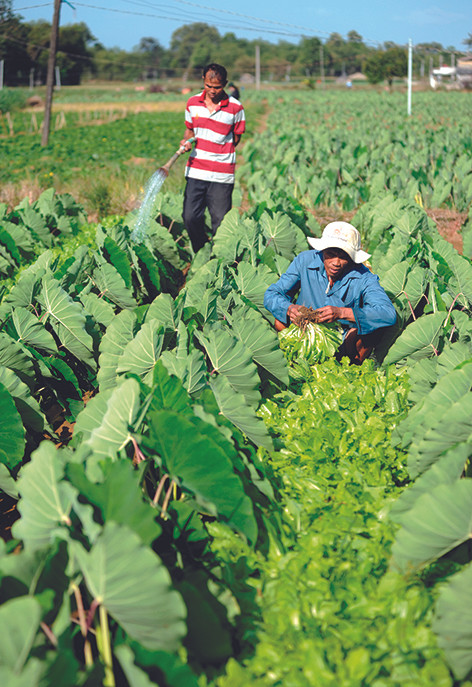 Ngoài trồng khoai môn, người Khmer ở ấp Giồng Lớn A, xã Đại An, huyện Trà Cú (Trà Vinh) còn trồng xen các loại rau màu khác để cải thiện thu nhập. Ảnh: An Hiếu Đa dạng hóa sinh kế giúp người Khmer giảm nghèo ảnh 3
