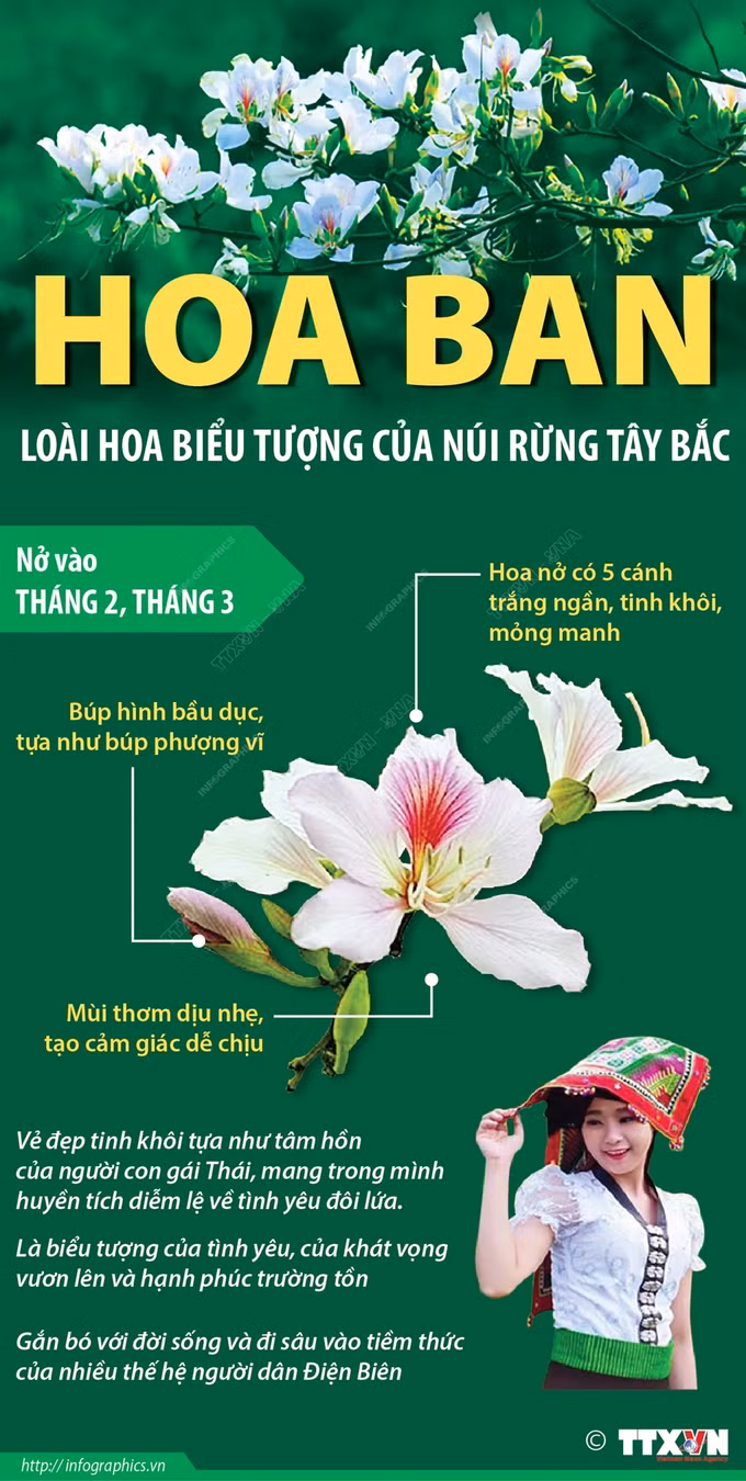 Hoa Ban biểu tượng của núi rừng Tây Bắc ảnh 1