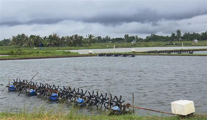 Ao tôm của một nông dân ở thị xã Vĩnh Châu (Sóc Trăng). Ảnh: Chanh Đa - TTXVN Vĩnh Châu nâng cao hiệu quả kinh tế tập thể ảnh 1