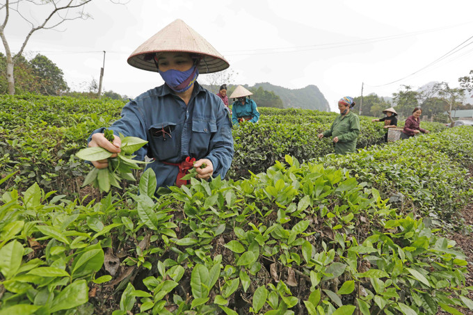 Được vay vốn chương trình hộ sản xuất kinh doanh vùng khó khăn, gia đình chị Vũ Thị Nhường, dân tộc Nùng ở thôn Tân Thượng, xã Phúc Ứng, huyện Sơn Dương (Tuyên Quang) có điều kiện cải tạo, chăm sóc hơn 1 ha đồi chè. Ảnh: Trần Việt Tuyên Quang nỗ lực giảm nghèo bền vững ảnh 3