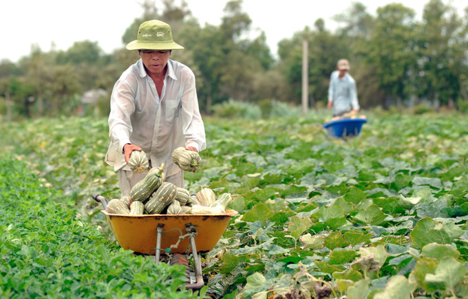 Bà con Khmer thu hoạch bí rợ ở ấp Huyền Đức, xã Long sơn (Cầu Ngang, Trà Vinh). Ảnh: Phúc Thanh Phát huy vai trò cầu nối trong liên kết sản xuất nông nghiệp ảnh 2