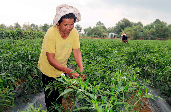 Nhờ tham gia mô hình hợp tác xã với mô hình trồng ớt đến nay gia đình bà Thạch Thị Sô Kha, xã Long Sơn, huyện Cầu Ngang đã thoát nghèo. Ảnh: Thanh Hòa Phát huy vai trò cầu nối trong liên kết sản xuất nông nghiệp ảnh 4