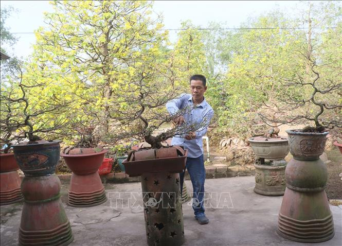 Anh Lê Văn Hòa ngụ xã Bình Hòa Phước, huyện Long Hồ, tỉnh Vĩnh Long chăm sóc những chậu mai chuẩn bị cho ngày Tết. Ảnh: Lê Thúy Hằng – TTXVN Làng nghề mai vàng Phước Định rộn rã đón Xuân ảnh 2