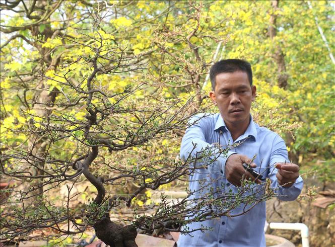 Anh Lê Văn Hòa ngụ xã Bình Hòa Phước, huyện Long Hồ, tỉnh Vĩnh Long chăm sóc những chậu mai chuẩn bị cho ngày Tết. Ảnh: Lê Thúy Hằng – TTXVN Làng nghề mai vàng Phước Định rộn rã đón Xuân ảnh 3