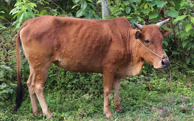 Bò bị nhiễm bệnh viêm da nổi cục. Ảnh:TTXVN Hà Giang phát sinh thêm 1.200 con gia súc mắc bệnh viêm da nổi cục ảnh 1