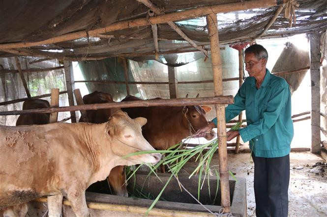 Mô hình nuôi bò của bà con nông dân huyện Trà Cú (Trà Vinh). Ảnh: Thanh Hòa - TTXVN Liên kết phát triển chăn nuôi tập trung theo hướng an toàn sinh học ở Trà Vinh ảnh 1