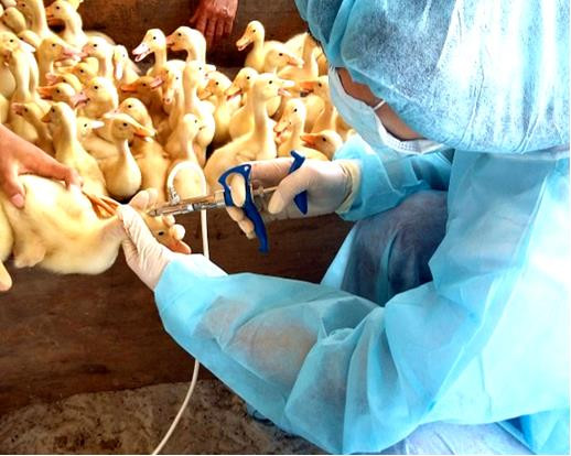 Trạm Chăn nuôi và Thú y huyện Trà Cú (Trà Vinh) tiêm phòng vắc xin ngừa bệnh cho đàn gia cầm. Ảnh: tracu.travinh.gov.vn Liên kết phát triển chăn nuôi tập trung theo hướng an toàn sinh học ở Trà Vinh ảnh 2