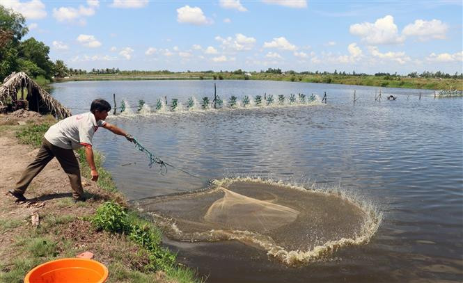 Nuôi tôm ở xã Vĩnh Bình Bắc, huyện Vĩnh Thuận. Ảnh: Lê Huy Hải - TTXVN Kiên Giang nuôi tôm nước lợ theo hướng sản xuất an toàn ảnh 1