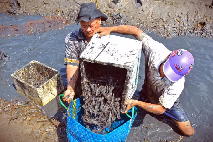 Cà Mau: Xây dựng vùng nuôi tôm sinh thái theo tiêu chuẩn quốc tế ảnh 3
