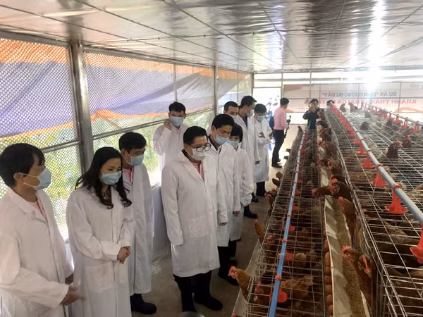 Độc đáo mô hình “Trại gà đẻ trứng” ở trường nội trú vùng cao Hà Giang ảnh 1