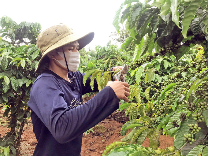 Anh A Khon ở làng Đăk Klong, xã Đăk Hring, huyện Đăk Hà (Kon Tum) có thu nhập hơn 100 triệu đồng/năm nhờ trồng cây cà phê và mì bằng nguồn vốn vay từ Dự án nhân rộng mô hình giảm nghèo. Ảnh: Khoa Chương Mang mùa xuân về với đồng bào dân tộc ảnh 3