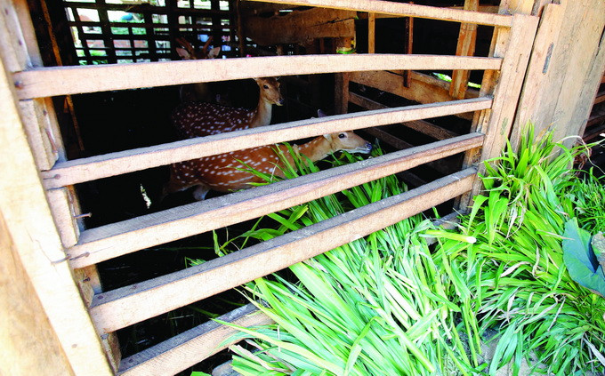 Chuồng đặt ở nơi cao ráo, được làm bằng gỗ, cao khoảng 2 m, khoảng 1 m phía dưới đóng gióng ngang cách nhau 5 - 6 cm. Ảnh: An Thành Đạt - DTMN Kỹ thuật nuôi hươu sao ảnh 3