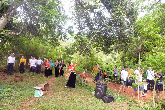 Sơn La: Kết nối, quảng bá sản phẩm, thương hiệu "Xoài Yên Châu" ảnh 6