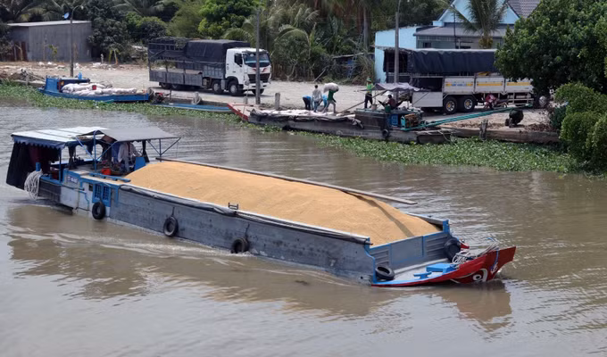 Tư duy mới trên cánh đồng cũ ở Kiên Giang ảnh 5