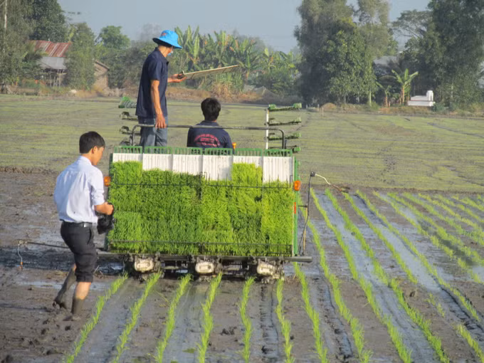 Tư duy mới trên cánh đồng cũ ở Kiên Giang ảnh 3