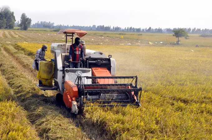 Tư duy mới trên cánh đồng cũ ở Kiên Giang ảnh 1