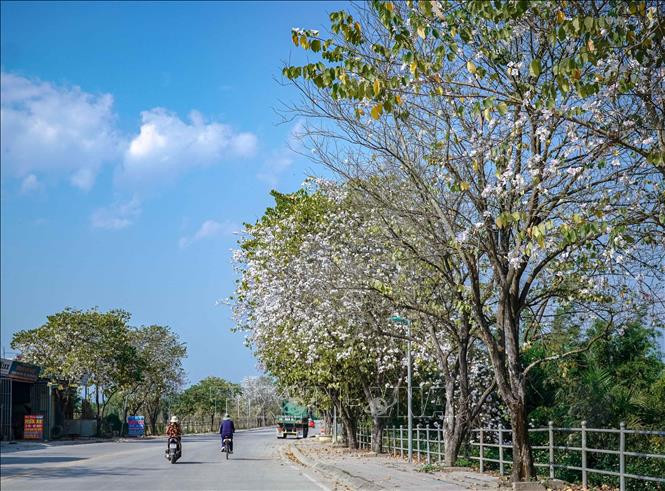 Hoa ban bung nở trên đường Nguyễn Hữu Thọ, thành phố Điện Biên Phủ. Ảnh: Xuân Tư – TTXVN Hoa ban bung nở khắp phố núi Điện Biên ảnh 6