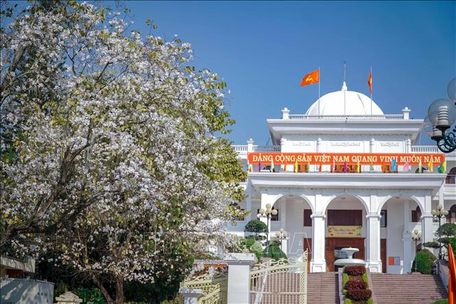 Hoa ban tô điểm cho phố núi Điện Biên. Ảnh: Xuân Tư – TTXVN Hoa ban bung nở khắp phố núi Điện Biên ảnh 8