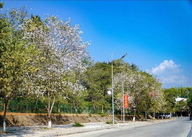 Hoa ban bung nở trên đường Hoàng Văn Thái, thành phố Điện Biên Phủ. Ảnh: Xuân Tư – TTXVN Hoa ban bung nở khắp phố núi Điện Biên ảnh 13