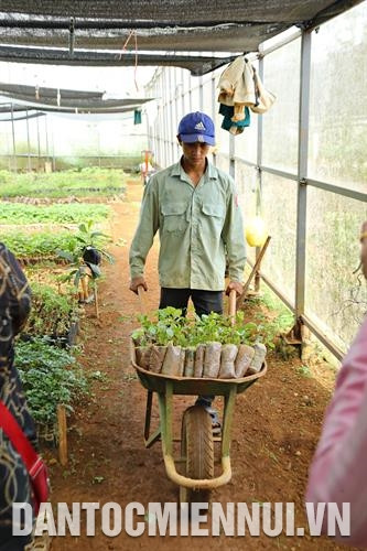 Kon Plông phát huy lợi thế cây dược liệu ảnh 5