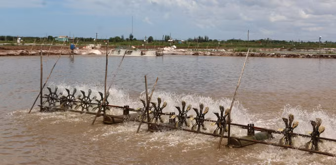Mã số vùng nuôi - Giải pháp hữu hiệu nâng cao chuỗi giá trị ngành tôm ảnh 1