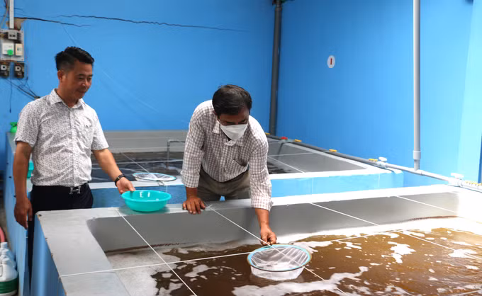 Mã số vùng nuôi - Giải pháp hữu hiệu nâng cao chuỗi giá trị ngành tôm ảnh 2