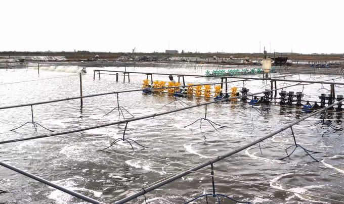 Mã số vùng nuôi - Giải pháp hữu hiệu nâng cao chuỗi giá trị ngành tôm ảnh 3