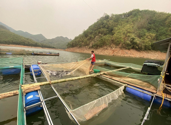 Tận dụng mặt nước lòng hồ thủy điện, nhiều hộ dân ở các huyện miền núi tỉnh Thanh Hóa phát triển nghề nuôi cá lồng. Ảnh: Nguyễn Nam Nuôi cá lồng giúp người dân xứ Thanh thoát nghèo ảnh 1