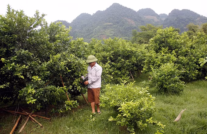 Hàm Yên phát triển kinh tế trang trại ảnh 6