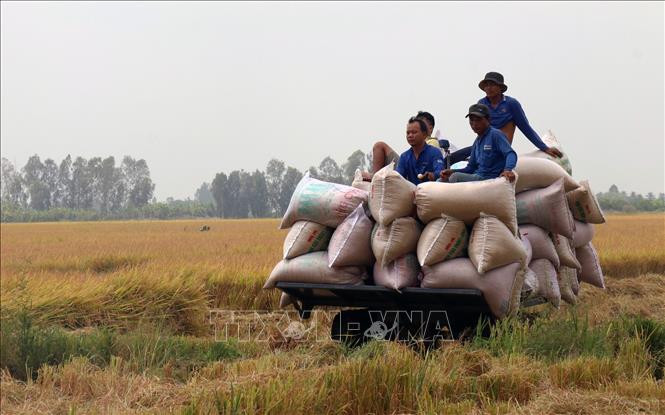 Thu hoạch lúa Đông Xuân 2020 - 2021 ở xã Định Hòa, huyện nông thôn mới Gò Quao (Kiên Giang). Ảnh: Lê Huy Hải – TTXVN Huyện Gò Quao (Kiên Giang) đạt chuẩn nông thôn mới ảnh 3