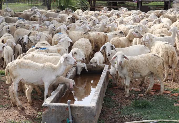 Một số giải pháp kỹ thuật chăn nuôi gia súc, gia cầm mùa nắng nóng ảnh 2
