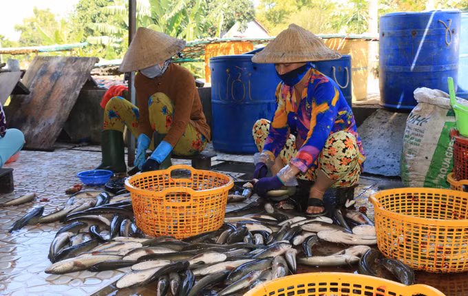 Làng khô Phú Thọ tất bật ngày cận Tết ảnh 1